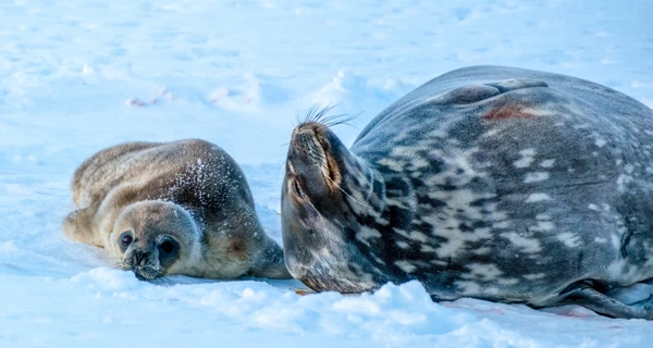 Полярники выбрали имена новорожденным тюленятам из почти 300 вариантов