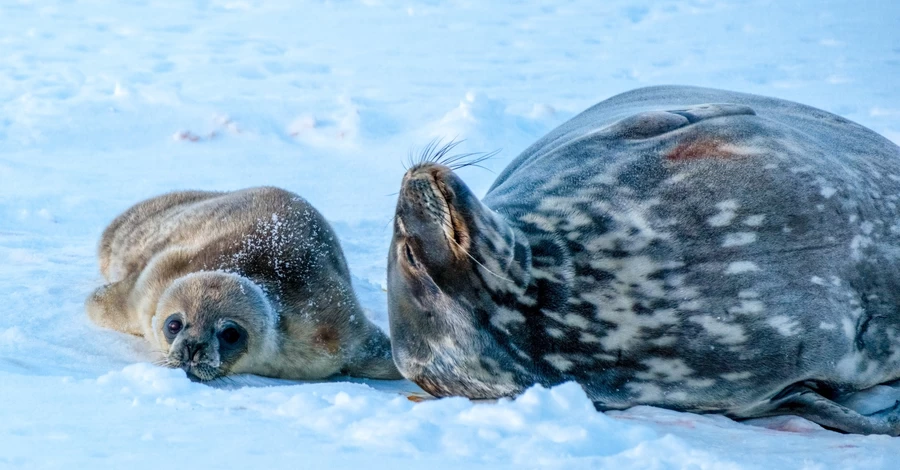 Полярники обрали імена новонародженим тюленятам серед майже 300 варіантів