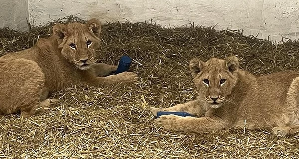 Три льва, попавших под обстрелы в Украине, нашли новый дом в Великобритании