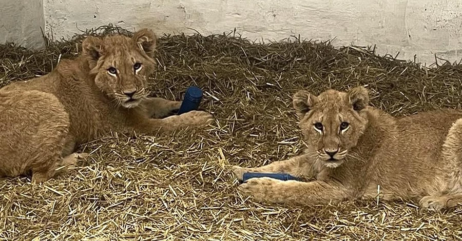 Три леви, які потрапили під обстріли в Україні, знайшли новий дім у Великій Британії