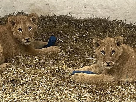 Три льва, попавших под обстрелы в Украине, нашли новый дом в Великобритании