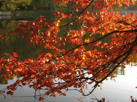 Метеорологическая осень в Киеве началась с недельным опозданием