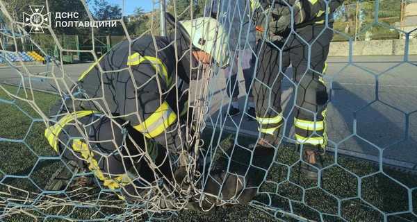Полтавские спасатели освободили щенка, запутавшегося в футбольной сетке