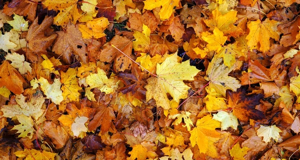 В Украине 28 сентября ожидается похолодание, ряд областей накроют дожди