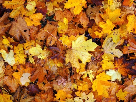 В Украине 28 сентября ожидается похолодание, ряд областей накроют дожди