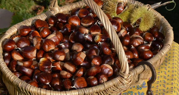 Каштани для краси, здоров’я та зручності: прості рецепти та лайфгаки