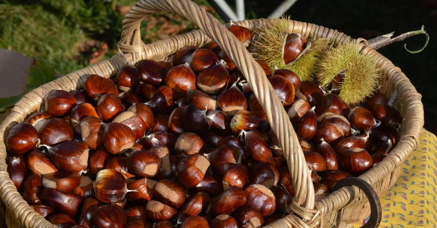 Каштани для краси, здоров’я та зручності: прості рецепти та лайфгаки