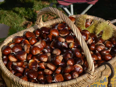 Каштаны для красоты, здоровья и удобства: простые рецепты и лайфхаки