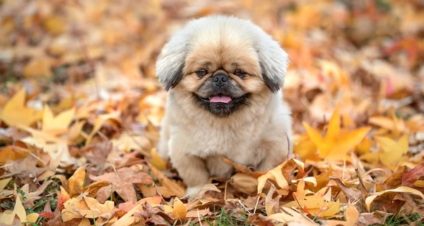 3 октября - какой сегодня праздник, что нельзя делать, все об этом дне