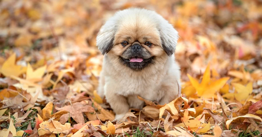 3 жовтня - яке сьогодні свято, що не можна робити, все про цей день