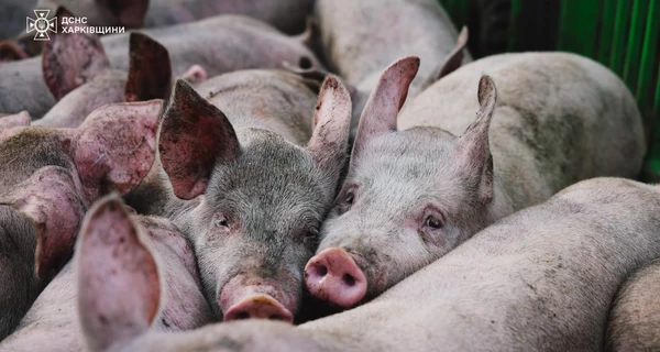 В Харьковской области после российского обстрела погибли 13 тысяч свиней 