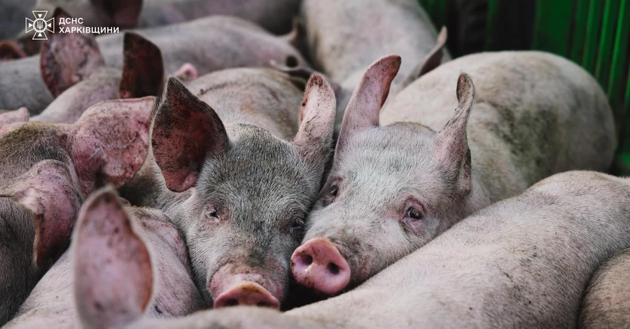 На Харківщині після російського обстрілу загинули 13 тисяч свиней 