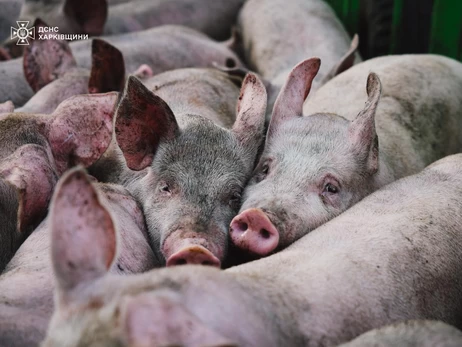 В Харьковской области после российского обстрела погибли 13 тысяч свиней 