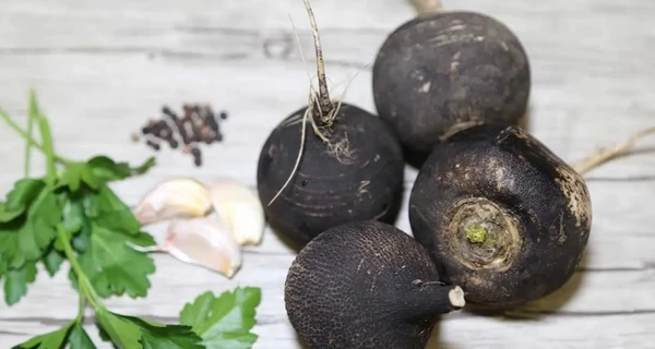 Чорна, біла, зелена: чим корисна редька і як вона рятує від авітамінозу та полегшує кашель