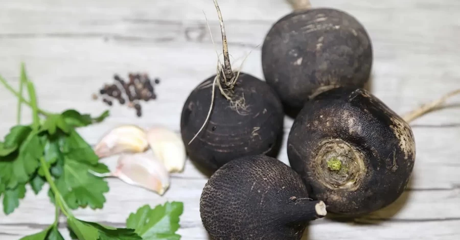 Черная, белая, зеленая: чем полезна редька и как она избавляет от авитаминоза и облегчает кашель