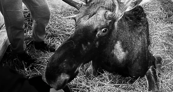 Во Львове умер лось, которого вытащили из болота на Ровенщине, - за его жизнь боролись до последнего 