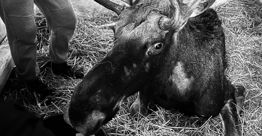 Во Львове умер лось, которого вытащили из болота на Ровенщине, - за его жизнь боролись до последнего 