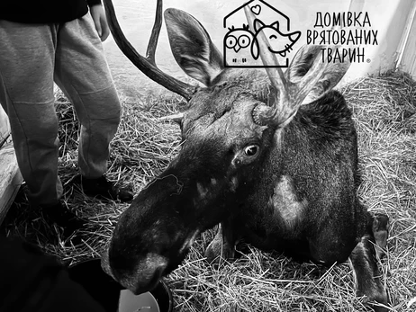 Во Львове умер лось, которого вытащили из болота на Ровенщине, - за его жизнь боролись до последнего 
