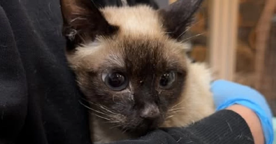 Во Львове спасли кошку, которая два месяца жила с мертвой хозяйкой и еще четырьмя животными