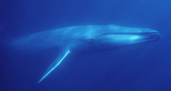 Sealife Park угрожает усыпить 30 китов из-за конфликта с правительством