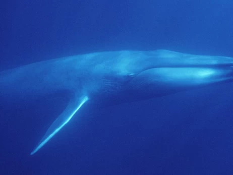 Sealife Park погрожує приспати 30 китів через конфлікт із урядом