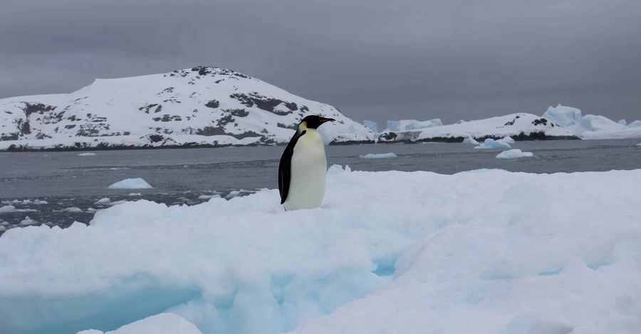 Украинские полярники встретили пингвина, живущего в 300 км от их станции