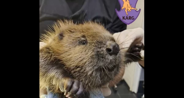 В Фастове школьники спасли бобра, который попал в ловушку