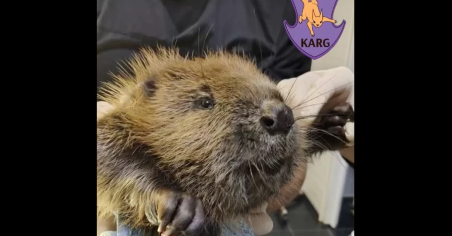 В Фастове школьники спасли бобра, который попал в ловушку