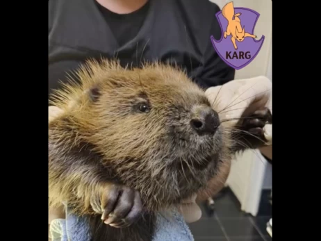 У Фастові школярі врятували бобра, який потрапив у пастку