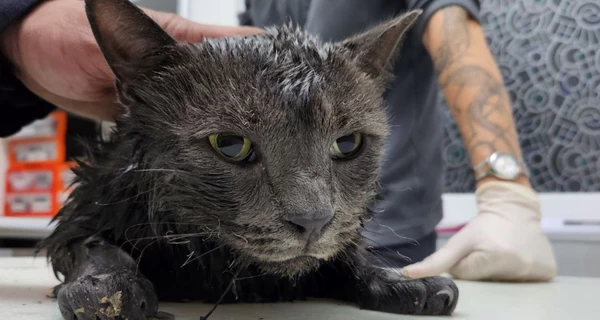 В Киеве спасли трех котов из дома, в который попал дрон