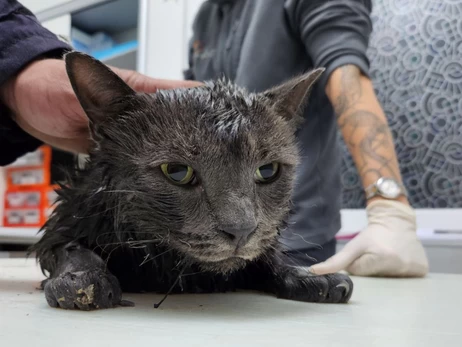 В Киеве спасли трех котов из дома, в который попал дрон