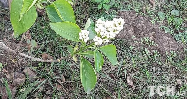 На Киевщине посреди октября расцвела сирень