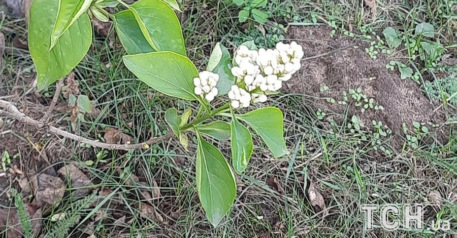 На Київщині посеред жовтня розцвів бузок