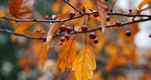 Украину 13 октября накроют дожди, но температура воздуха будет до +15