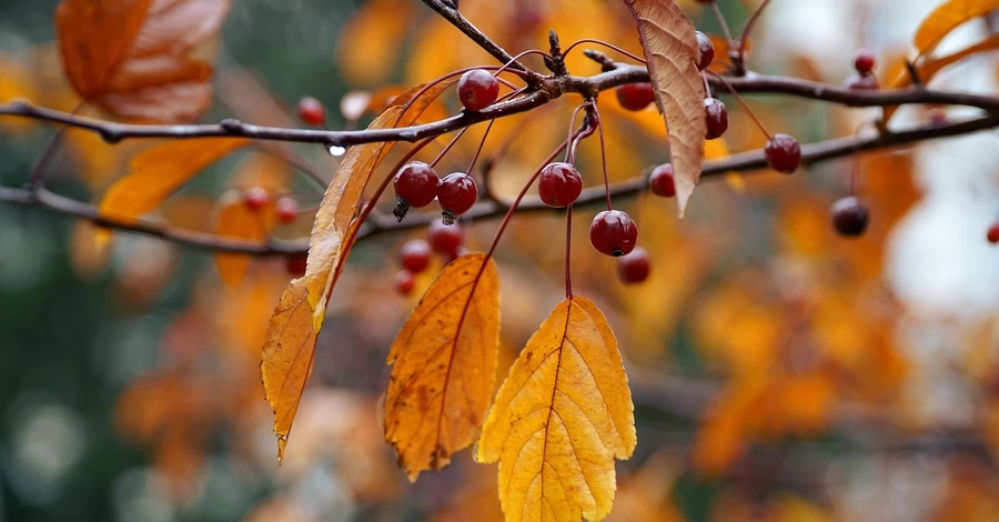 Україну 13 жовтня накриють дощі, але температура повітря буде до +15