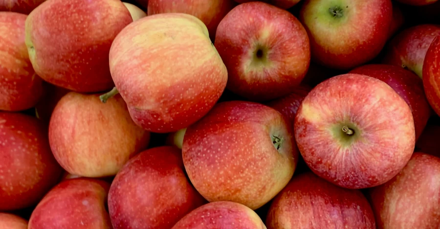 Соковиті й корисні: чому важливо вживати яблука і як їх правильно зберігати
