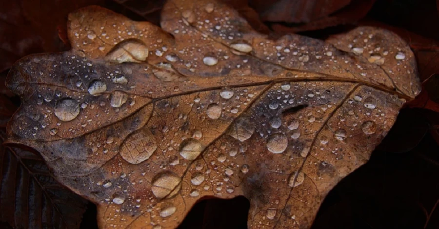 Погода в Украине 14 октября: днем ​​ +6...+10 градусов и дождь