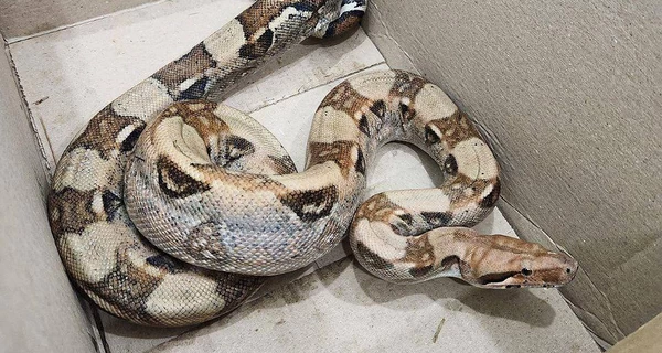 В лесу под Киевом нашли питона - его передали зооволонтерам