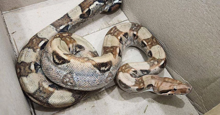 В лесу под Киевом нашли питона - его передали зооволонтерам