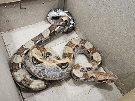 У лісі під Києвом знайшли пітона - його передали зооволонтерам