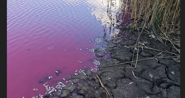 У водоймищі на Одещині масово загинула риба, а вода забарвилася в рожевий колір