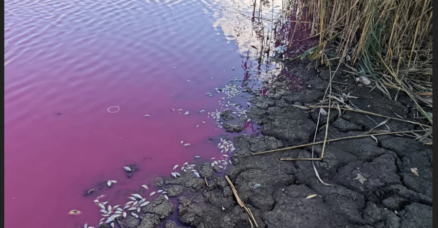 В водоеме на Одесчине массово погибла рыба, а вода окрасилась в розовый цвет