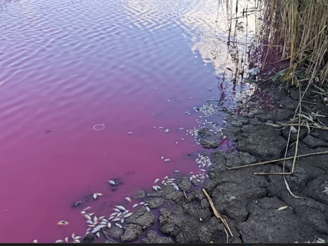 В водоеме на Одесчине массово погибла рыба, а вода окрасилась в розовый цвет