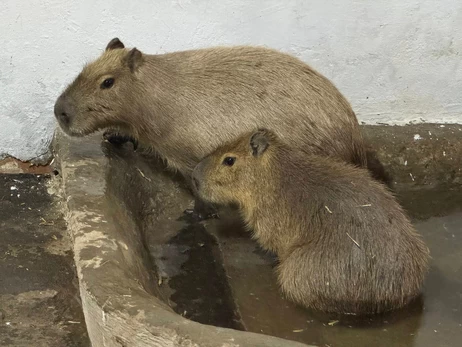 В Николаевском зоопарке поселились капибары - это самые большие грызуны в мире