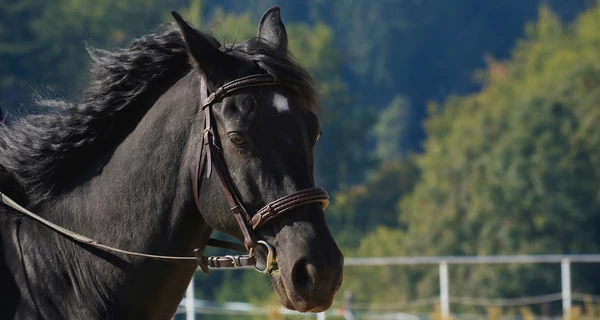 Суд во Львове оштрафовал женщину за несвоевременное возвращение коня из-за границы
