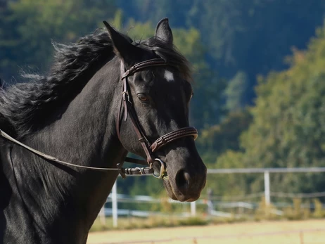 Суд во Львове оштрафовал женщину за несвоевременное возвращение коня из-за границы