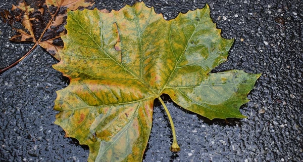 В Украине 20 октября ожидается похолодание, ряд областей накроют дожди