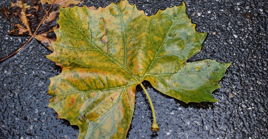 В Украине 20 октября ожидается похолодание, ряд областей накроют дожди