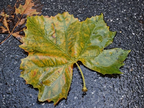 В Украине 20 октября ожидается похолодание, ряд областей накроют дожди