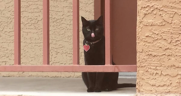 В испанском городе власти запретили брать черных кошек из приюта из-за Хеллоуина